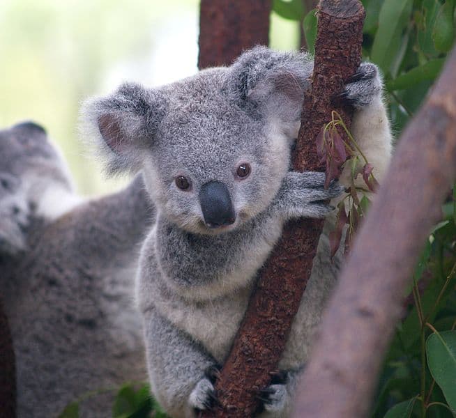 Baby koala, captured at Currumbin Wildlife Sanctuary