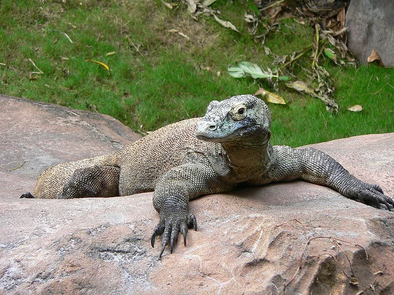 comodo dragon animal