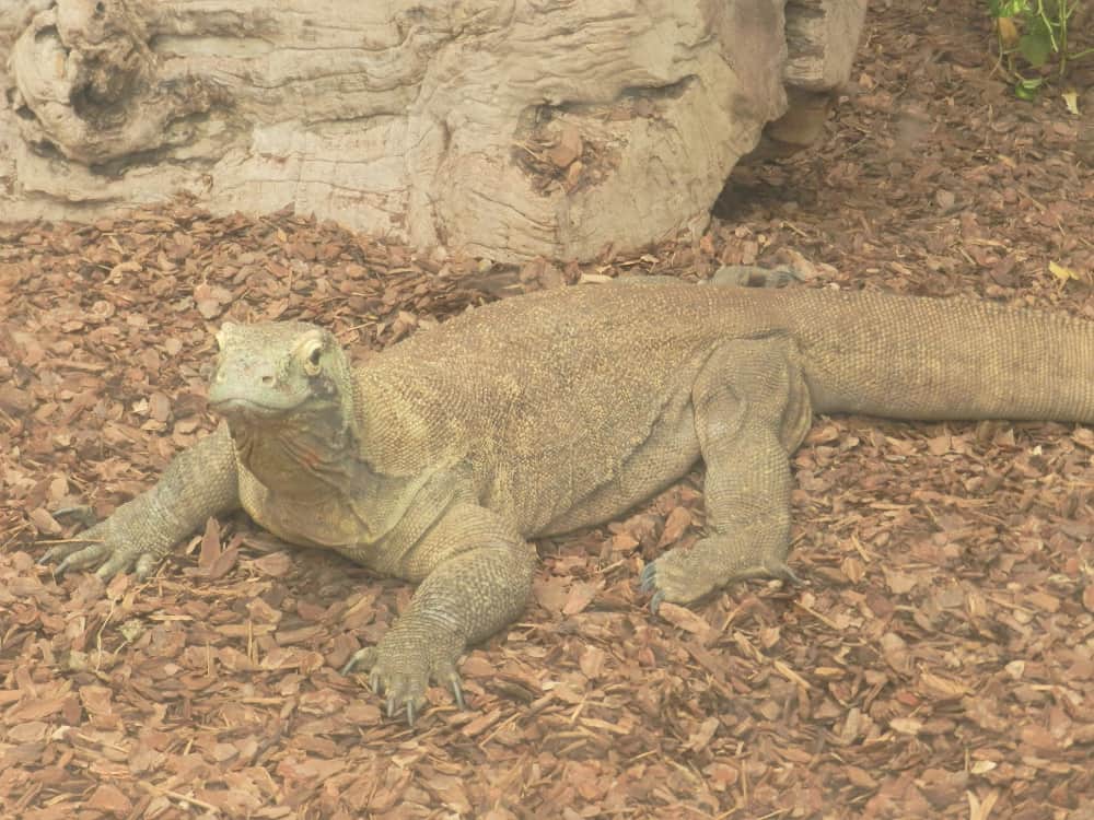 Komodo Dragon Pictures - AZ Animals
