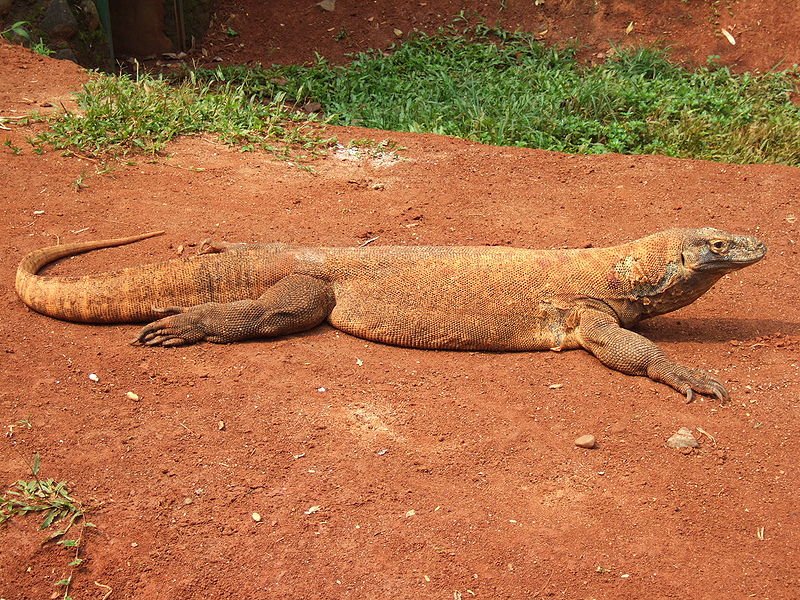 komodo dragon diet