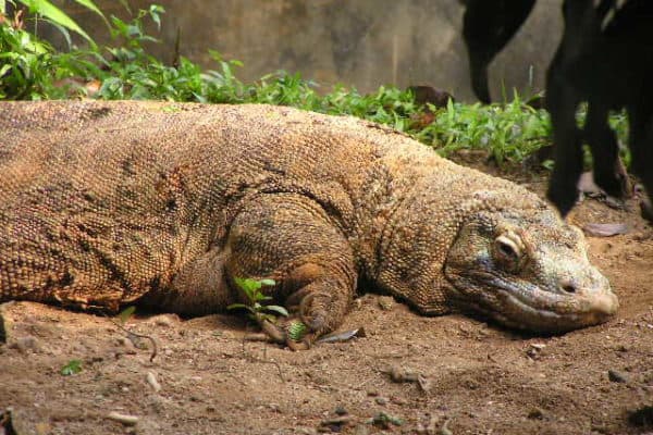 A sleeping Komodo dragon in an Indonesian zoo.