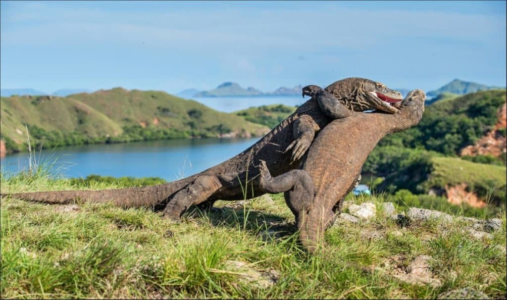 monitor lizard vs komodo dragon