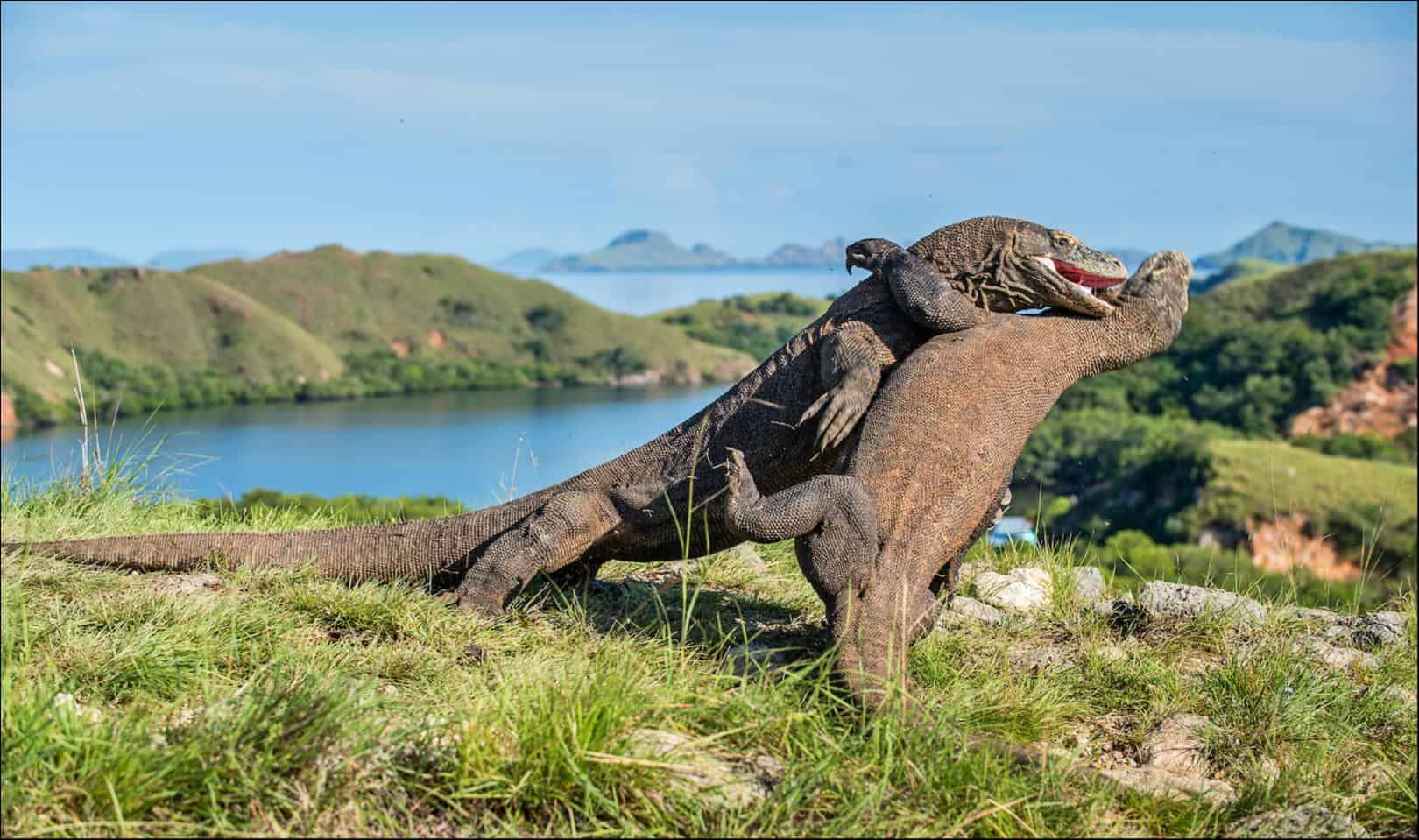 See the Near-Mythical Size and Strength of Komodo Dragons as Two of ...