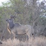 Greater kudu