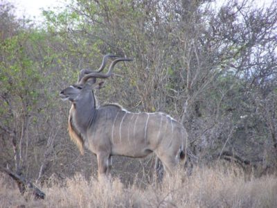 A Tragelaphus Strepsiceros