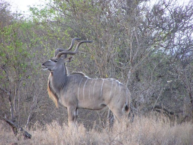 Greater Kudu in Kruger Park