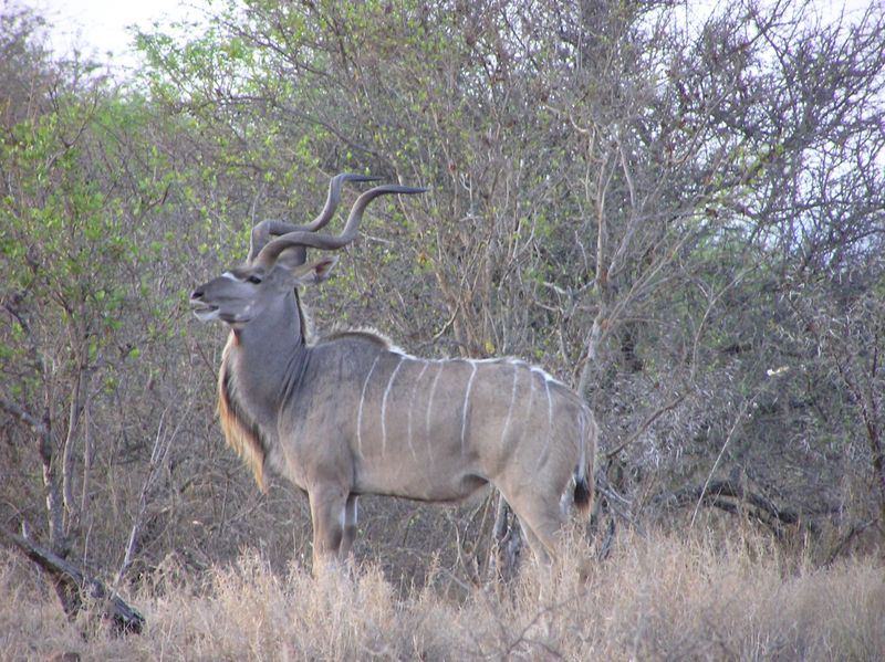 Kudu Animal Facts | Tragelaphus Strepsiceros - AZ Animals