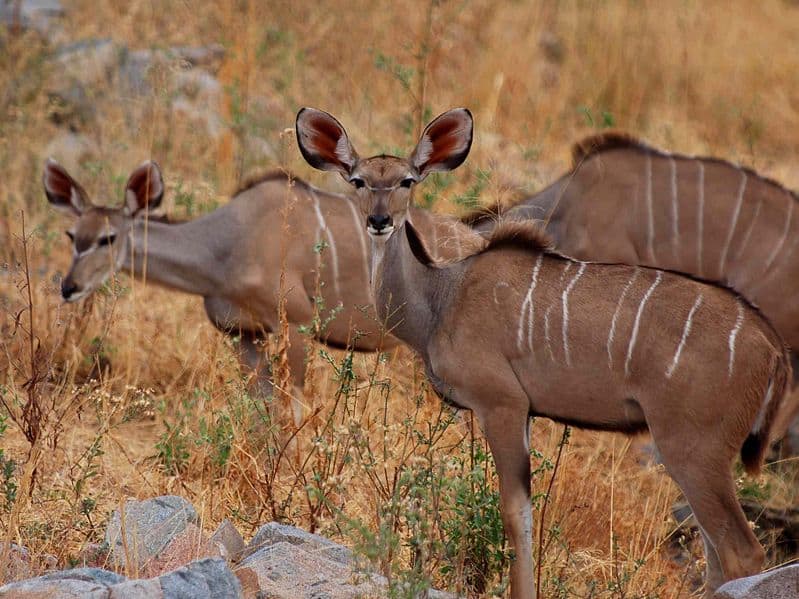 Three greater kudus amongst brown grass in Ruaha in Tanzania.