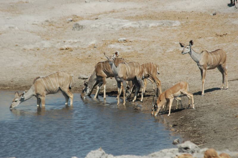 Kudu femelle et un couple d'Impala à face noire au point d'eau de Chudop, parc national d'Etosha en Namibie.