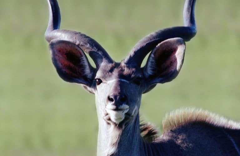 Greater Kudu, South Africa