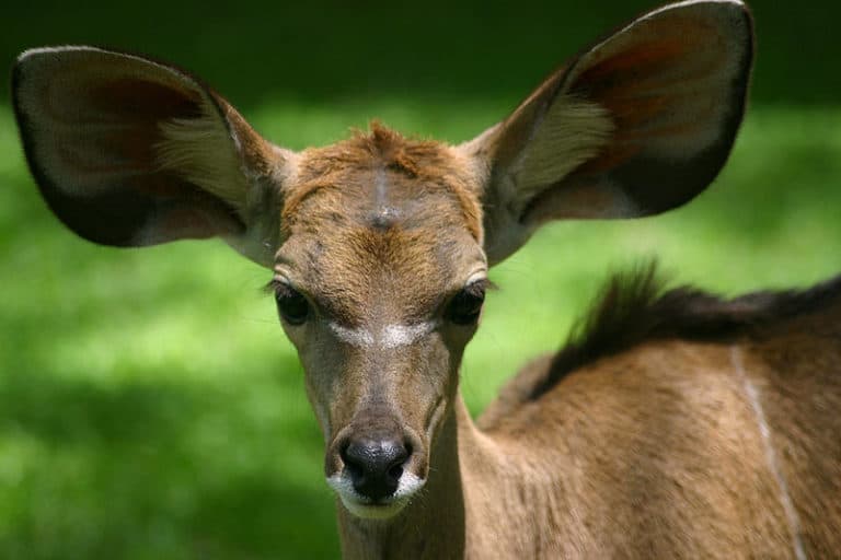 Baby kudu, Lewa game park, Kenya.