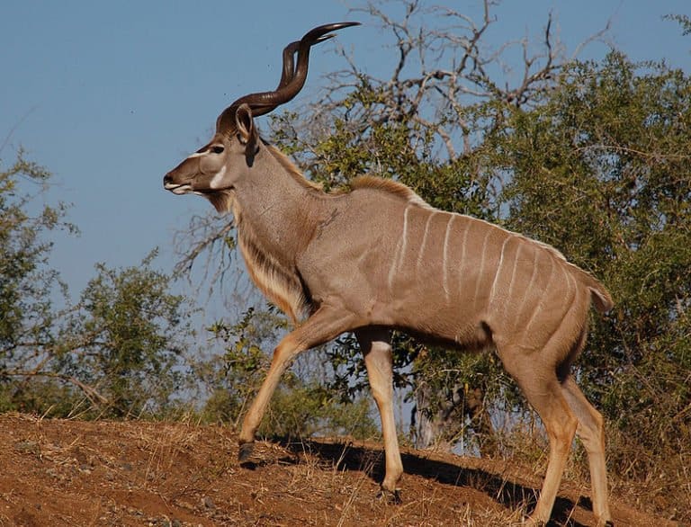 Male Greater Kudu, Kruger National Park, South Africa