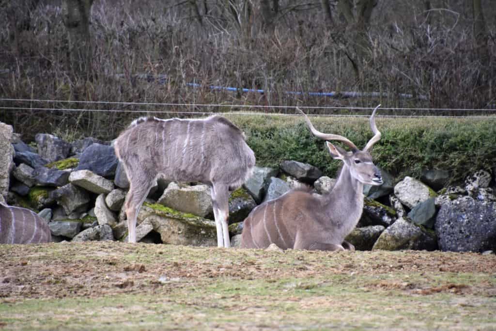 Một con Kudu (Tragelaphus Strepsiceros) tại Vườn thú Colchester, Vương quốc Anh.