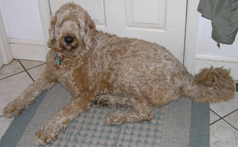 Adult labradoodle dog sitting by the door