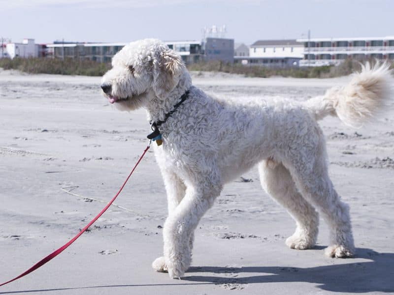 Large adult labradoodle on leash, walking in the sand