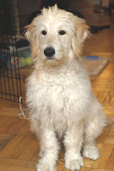 Labradoodle sitting on wood floor