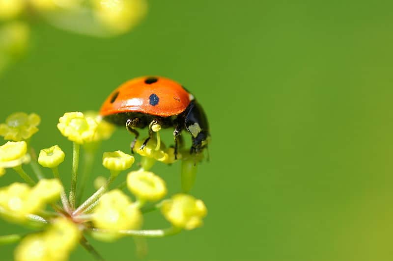 Ladybug Spirit Animal Symbolism and Meaning Daily Sarkari Update