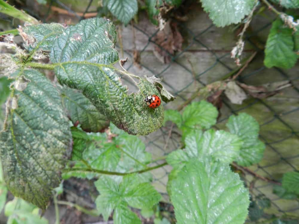 Complete Guide to Every Type of Ladybug - A-Z Animals