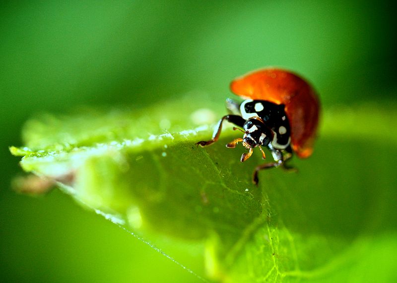How long do ladybugs live?