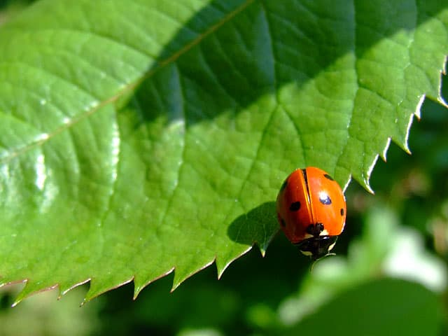 10 Incredible Ladybug Facts - A-Z Animals