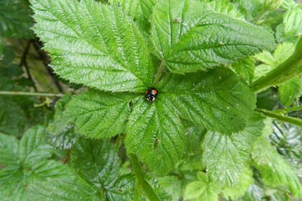 Ladybug (Coccinellidae) | Incredible Facts | A-Z Animals