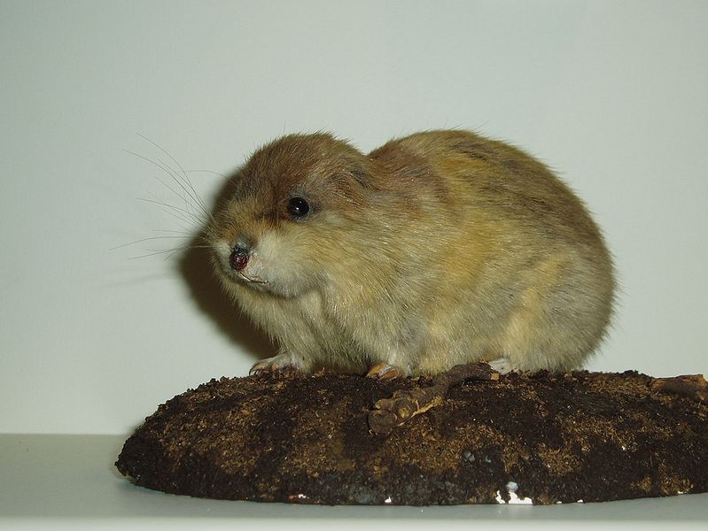 Lemming vs Hamster: What Are The Differences? - A-Z Animals