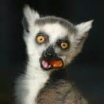 Lemurs