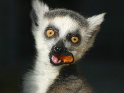 A Lemur Catta