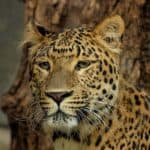 North China Leopard, zoological garden of the Jardin des Plantes in Paris