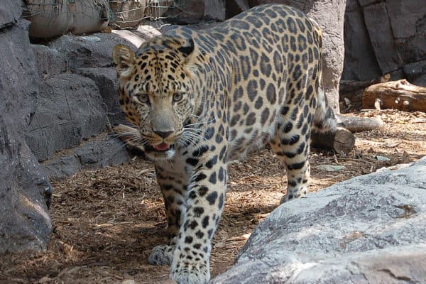 Amur Leopard at Philadelphia Zoo