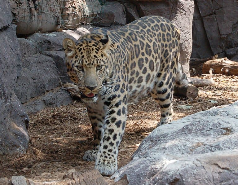 Leopard Spirit Animal Symbolism amp Meaning