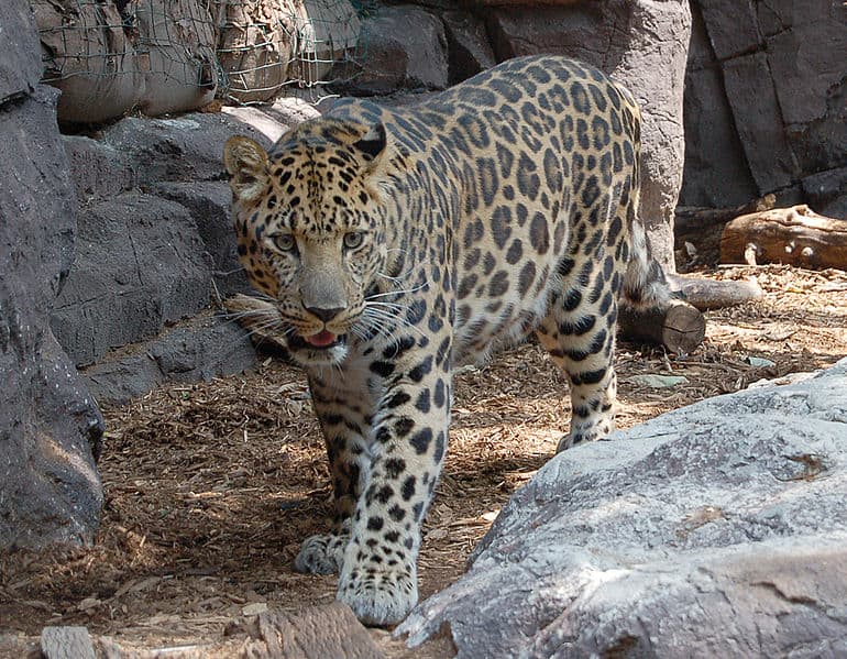 Amur Leopard Animal Facts  Panthera pardus orientalis - A-Z Animals