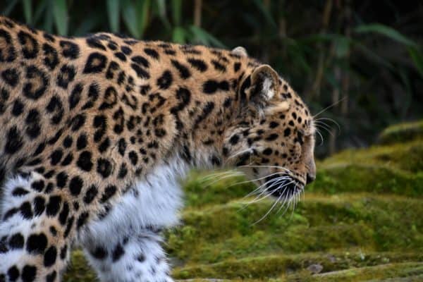 A close-up of a Leopard (Panthera Pardus) at Colchester Zoo, UK.
