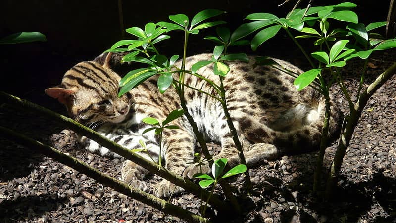 Leopard Cat resting under trees