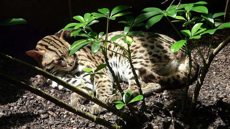 Leopard Cat Pictures - AZ Animals