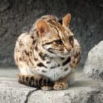 Leopard cat