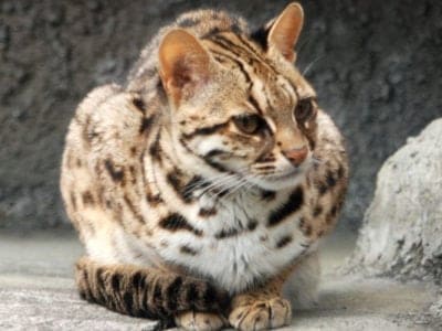 A Leopard Cat