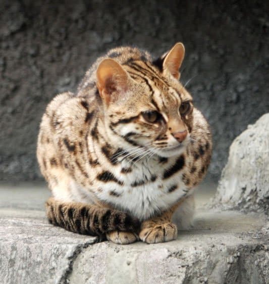 Why Did the Fishing Cat Cross the Railway?