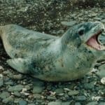 Leopard Seal
