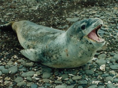 A Leopard Seal