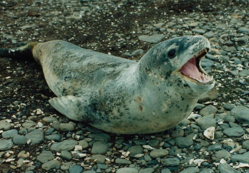 Leopard Seal lying on rocks