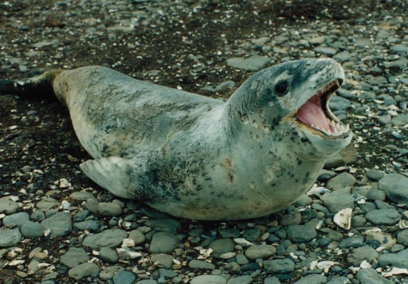 Picture 2 of 5 - Leopard Seal (Hydrurga Leptonyx) Pictures & Images