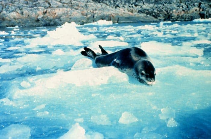 leopard seal (Hydrurga leptonyx) leopard seal on a chunk of ice