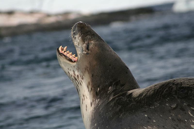 leopard seal attacks man