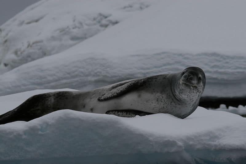 Leopard Seal lying on ice