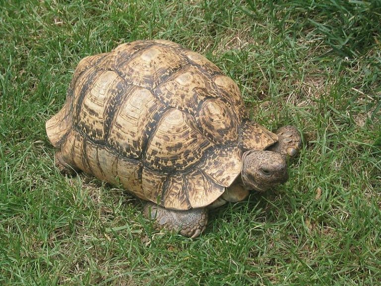 A male African Leopard Tortoise about 20 years old. He weighs approximately 30 pounds and his shell is about 14 inches long.