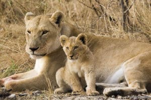 Watch This Majestic Lioness Expel a Menacing Male Lion Threatening Her Cubs Picture