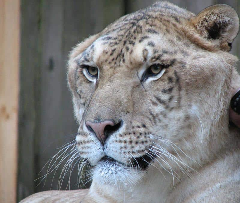 Liger Animal Facts | Panthera leo × Panthera tigris | AZ Animals