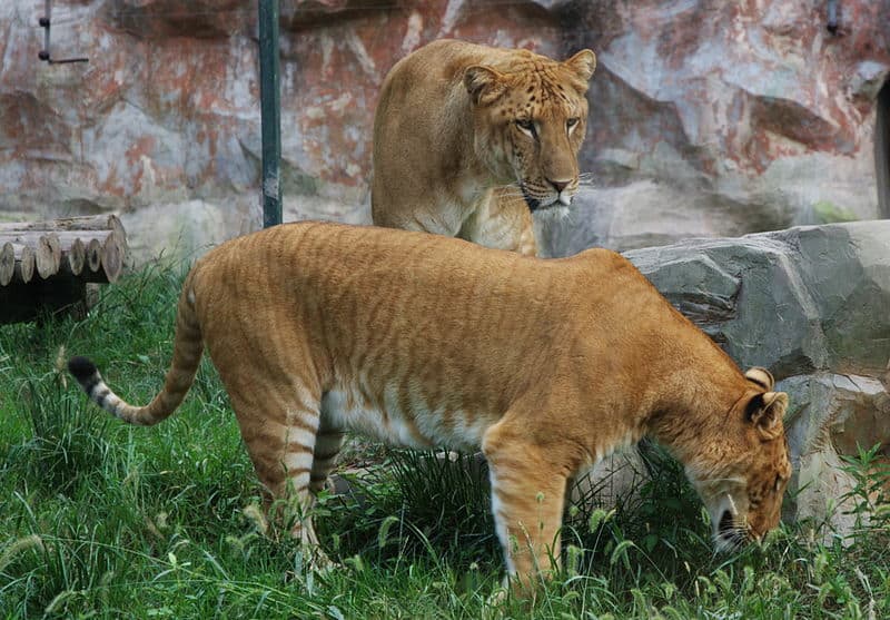Liger Animal Facts | Panthera leo × Panthera tigris - AZ Animals