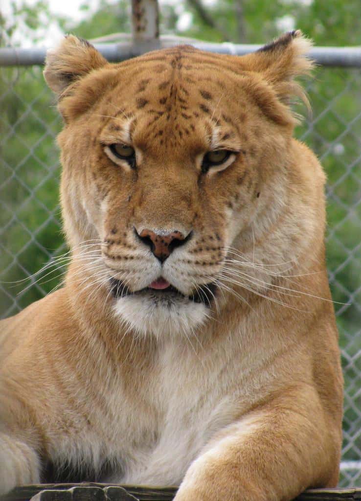 Baby Liger